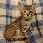 Savannah F-3C male DOB 5-9-21