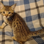 Savannah F-3C male DOB 5-9-21