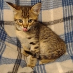 Savannah F-3C male DOB 5-9-21