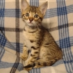 Savannah F-3C male DOB 5-9-21