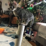 Baby Son, Savannah, F-3C, Brown Spotted Male, DOB 9-26-18