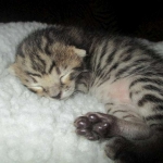 Savannah, F-3C, Brown Spotted Male, DOB 9-26-`18