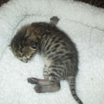 Savannah, F-3C, Brown Spotted Male, DOB 9-26-`18