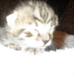 Savannah, F-3C, Brown Spotted Male, DOB 9-26-`18