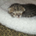 Savannah, F-3C, Brown Spotted Male, DOB 9-26-`18