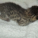 Savannah, F-3C, Brown Spotted Male, DOB 9-26-`18