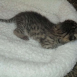 Savannah, F-3C, Brown Spotted Male, DOB 9-26-`18