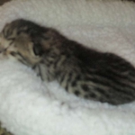 Savannah, F-3C, Brown Spotted Male, DOB 9-26-`18