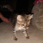 Savannah, F-3C, Brown Spotted Male, DOB 9-26-`18