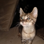 Savannah, F-3C, Brown Spotted Male, DOB 9-26-`18