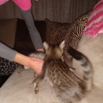 Savannah, F-3C, Brown Spotted Male, DOB 9-26-`18