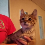 Savannah, F-3C, Brown Spotted Male, DOB 9-26-`18