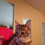 Savannah, F-3C, Brown Spotted Male, DOB 9-26-`18