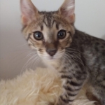 Baby Son, Savannah, F-3C, Brown Spotted Male, DOB 9-26-18