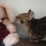 Baby Son, Savannah, F-3C, Brown Spotted Male, DOB 9-26-18