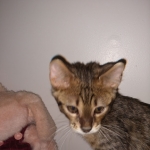 Baby Son, Savannah, F-3C, Brown Spotted Male, DOB 9-26-18