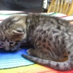 Savannah, F-3C, Brown Spotted Male, DOB 9-26-`18