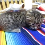 Savannah, F-3C, Brown Spotted Male, DOB 9-26-`18