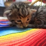 Savannah, F-3C, Brown Spotted Male, DOB 9-26-`18