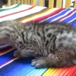 Savannah, F-3C, Brown Spotted Male, DOB 9-26-`18