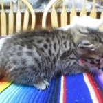 Savannah, F-3C, Brown Spotted Male, DOB 9-26-`18