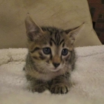 Savannah, F-3C, Brown Spotted Male, DOB 9-26-`18