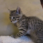 Savannah, F-3C, Brown Spotted Male, DOB 9-26-`18