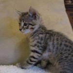 Savannah, F-3C, Brown Spotted Male, DOB 9-26-`18