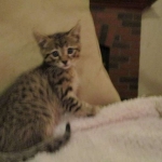 Savannah, F-3C, Brown Spotted Male, DOB 9-26-`18