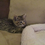 Savannah, F-3C, Brown Spotted Male, DOB 9-26-`18