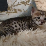 Savannah F-3C male DOB 5-9-21