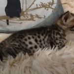 Savannah F-3C male DOB 5-9-21