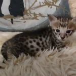 Savannah F-3C male DOB 5-9-21