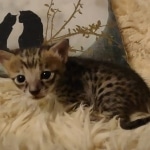 Savannah F-3C male DOB 5-9-21