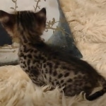 Savannah F-3C male DOB 5-9-21