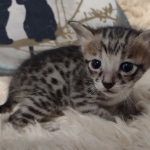 Savannah F-3C male DOB 5-9-21