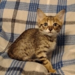 Savannah F-3C male DOB 5-9-21