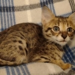 Savannah F-3C male DOB 5-9-21