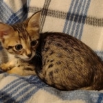 Savannah F-3C male DOB 5-9-21837