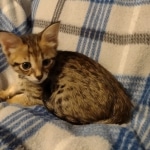 Savannah F-3C male DOB 5-9-21