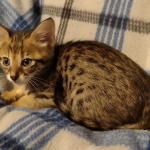 Savannah F-3C male DOB 5-9-21