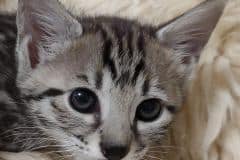 WillowSavannah F-4SBT BST Male #2 DOB 8-13-22