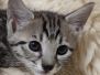 WillowSavannah F-4SBT BST Male #2 DOB 8-13-22
