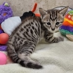 Savannah F-4SBT Male DOB 8-13-22