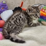 Savannah F-4SBT Male DOB 8-13-22