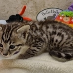 Savannah F-4SBT Male DOB 8-13-22