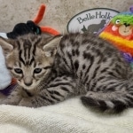 Savannah F-4SBT Male DOB 8-13-22