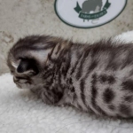 Savannah F-4SBT Male DOB 8-13-22