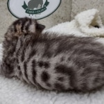 Savannah F-4SBT Male DOB 8-13-22