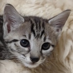 Savannah F-4SBT Male DOB 8-13-22